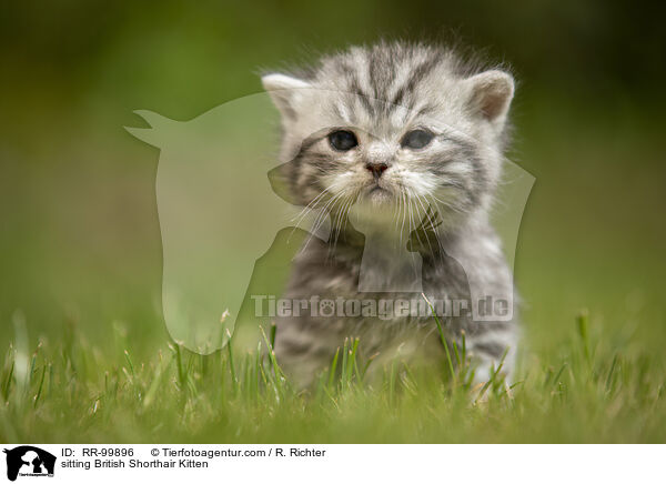 sitting British Shorthair Kitten / RR-99896