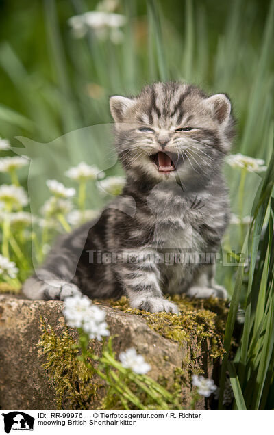meowing British Shorthair kitten / RR-99976