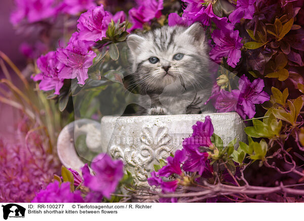 British shorthair kitten between flowers / RR-100277