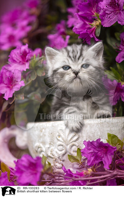 British shorthair kitten between flowers / RR-100283