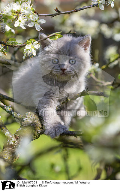 British Longhair Kitten / MW-07553
