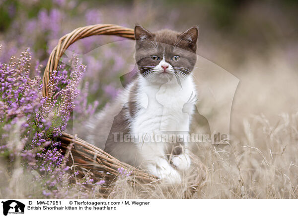 British Shorthair kitten in the heathland / MW-07951