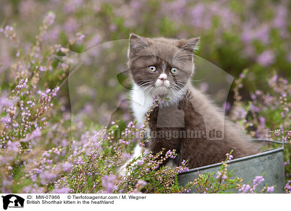 British Shorthair kitten in the heathland / MW-07966