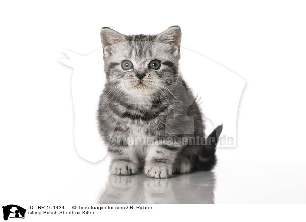 sitting British Shorthair Kitten / RR-101434