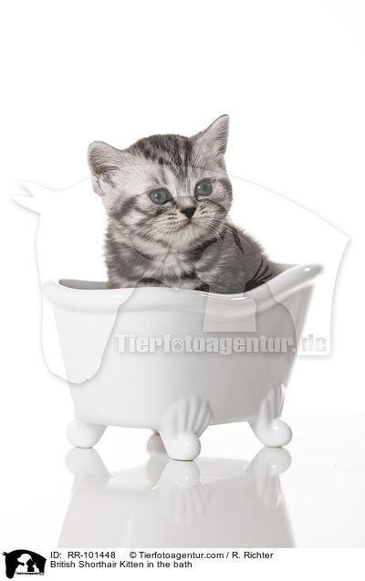 British Shorthair Kitten in the bath / RR-101448