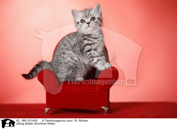 sitzendes Britisch Kurzhaar Ktzchen / sitting British Shorthair Kitten / RR-101495