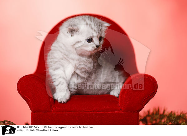sitzendes Britisch Kurzhaar Ktzchen / sitting British Shorthait kitten / RR-101522