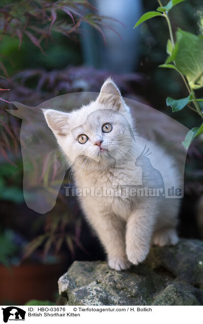 British Shorthair Kitten / HBO-03676