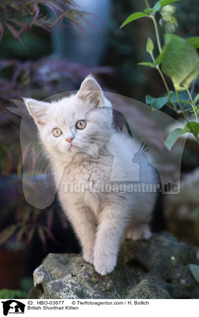 British Shorthair Kitten / HBO-03677