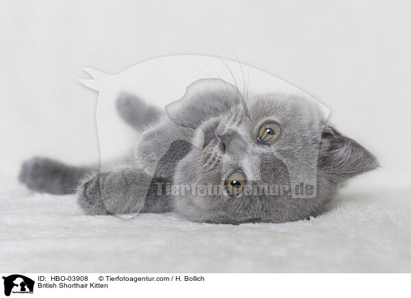 British Shorthair Kitten / HBO-03908