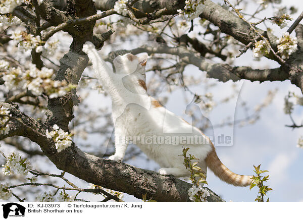 Britisch Kurzhaar auf dem Baum / British Shorthair on tree / KJ-03973