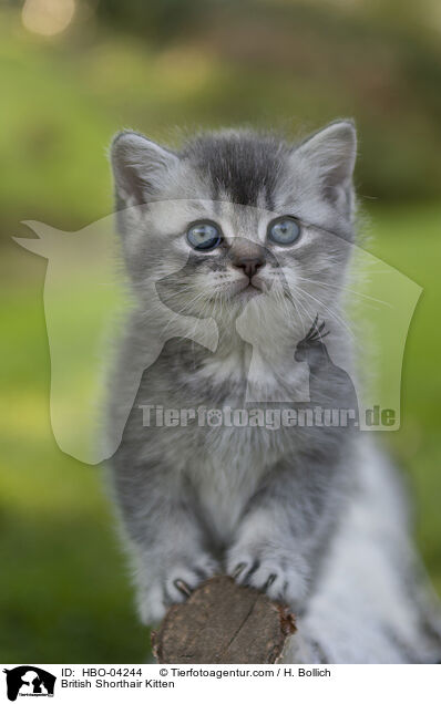 British Shorthair Kitten / HBO-04244