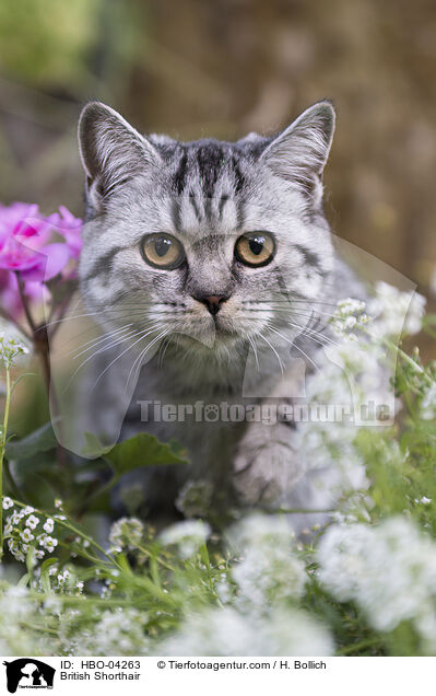 British Shorthair / HBO-04263