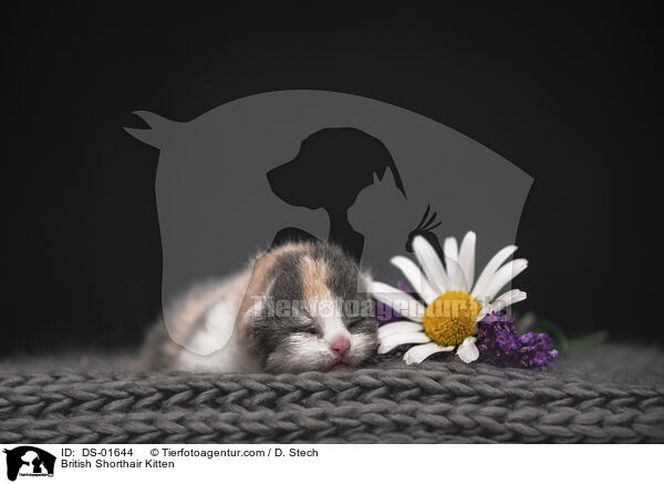 British Shorthair Kitten / DS-01644
