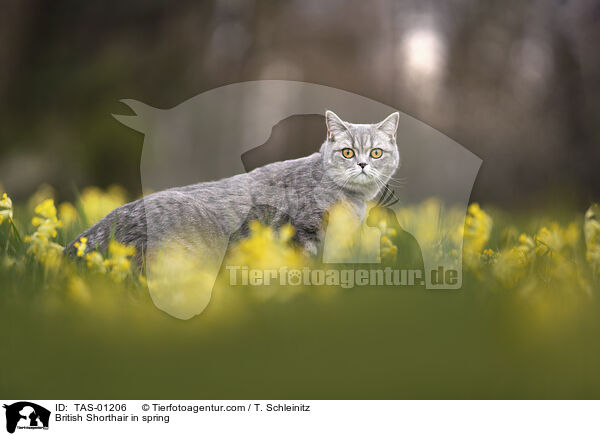 Britisch Kurzhaar  im Frhjahr / British Shorthair in spring / TAS-01206