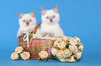2 cute British Shorthair Kitten in basket
