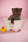 British Shorthair Kitten