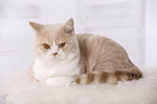 British Shorthair Kater