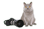 sitting British Shorthair