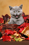 British Shorthair Kitten