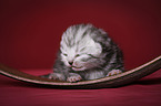 newborn british shorthair kitten