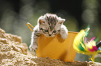 British shorthair kitten in bucket