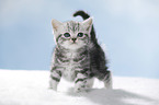 standing British Shorthait kitten