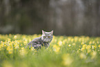 British Shorthair in spring
