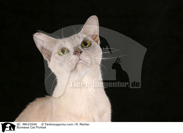 Burmese Cat Portrait / RR-03546