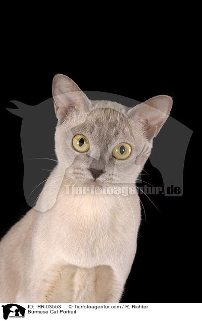 Burmese Cat Portrait / RR-03553