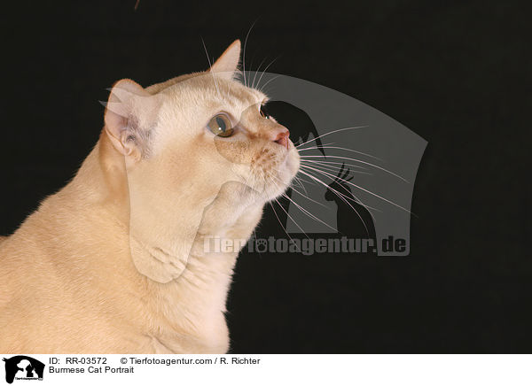 Burmese Cat Portrait / RR-03572
