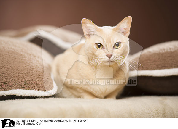 lying Burmese Cat / NN-08224