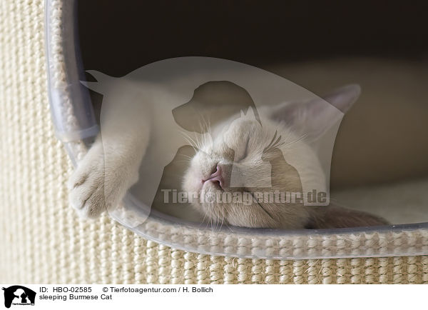 sleeping Burmese Cat / HBO-02585