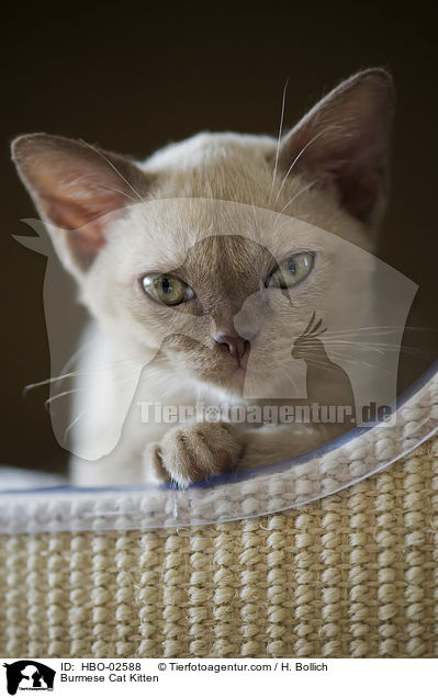 Burmese Cat Kitten / HBO-02588