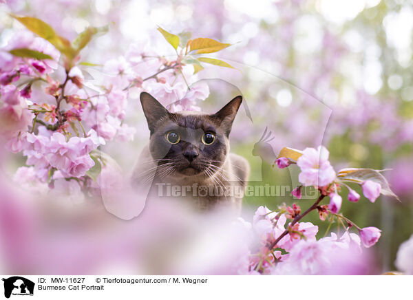 Burmese Cat Portrait / MW-11627