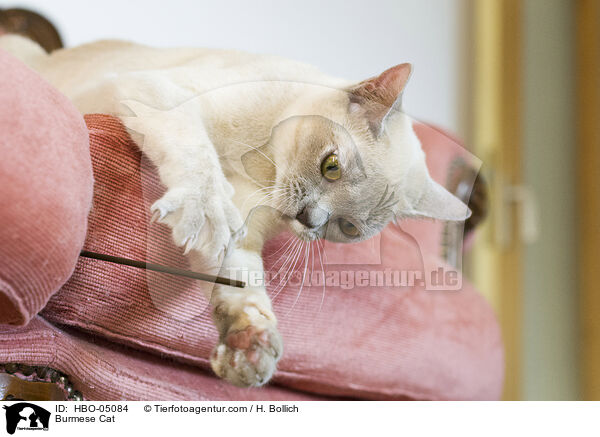 Burmese Cat / HBO-05084