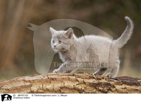 Chartreux kitten / JM-05142