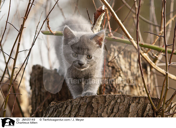 Chartreux kitten / JM-05149