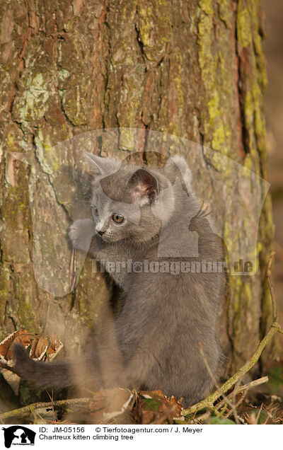 Chartreux kitten climbing tree / JM-05156