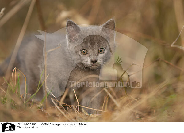 Chartreux kitten / JM-05163