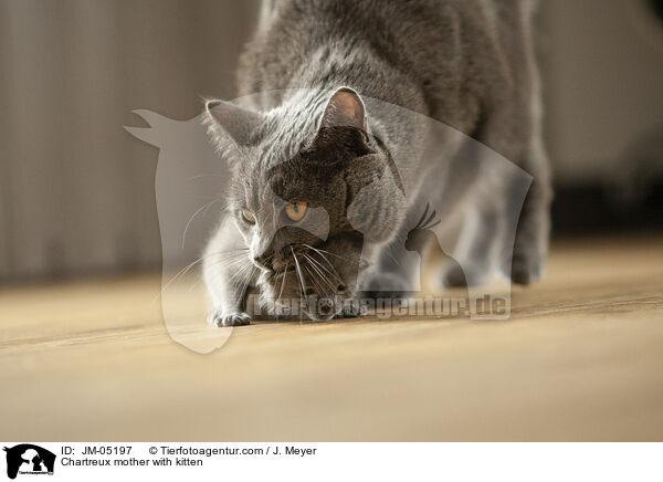 Chartreux mother with kitten / JM-05197