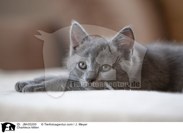 Chartreux kitten / JM-05200