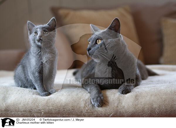 Chartreux mother with kitten / JM-05204