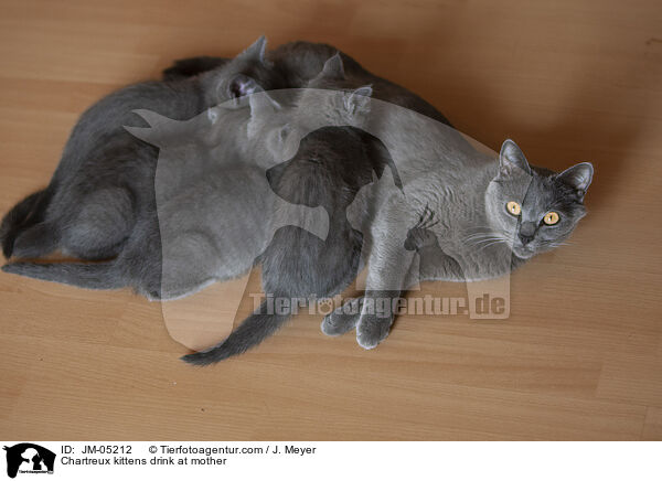 Chartreux kittens drink at mother / JM-05212