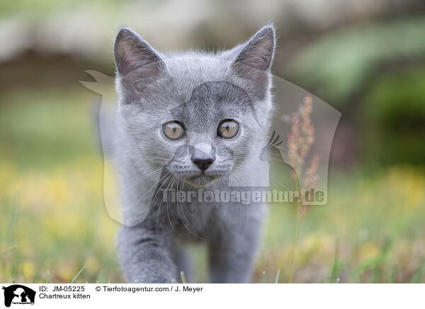 Chartreux kitten / JM-05225