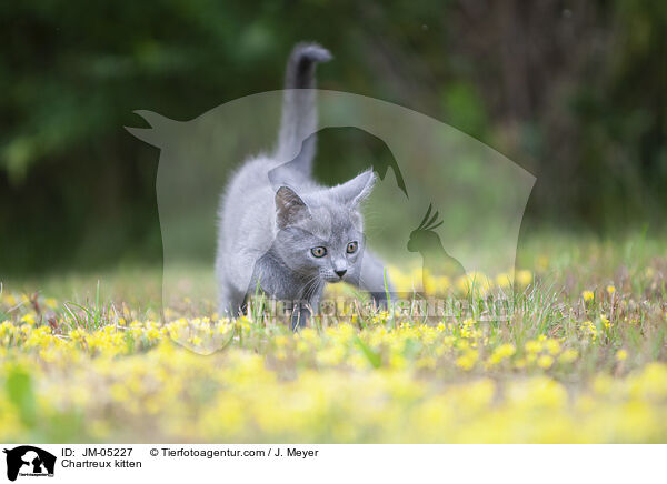 Chartreux kitten / JM-05227