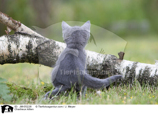 Chartreux kitten / JM-05228