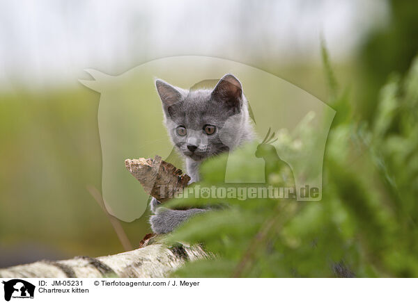 Chartreux kitten / JM-05231