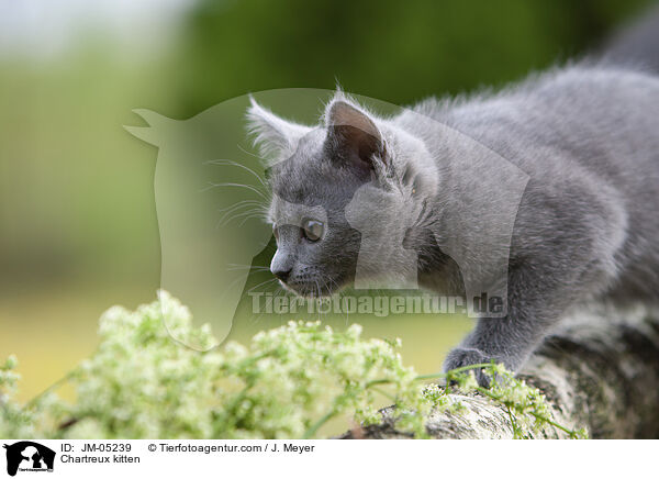 Chartreux kitten / JM-05239