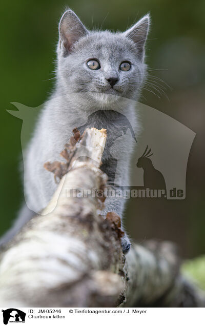 Chartreux kitten / JM-05246